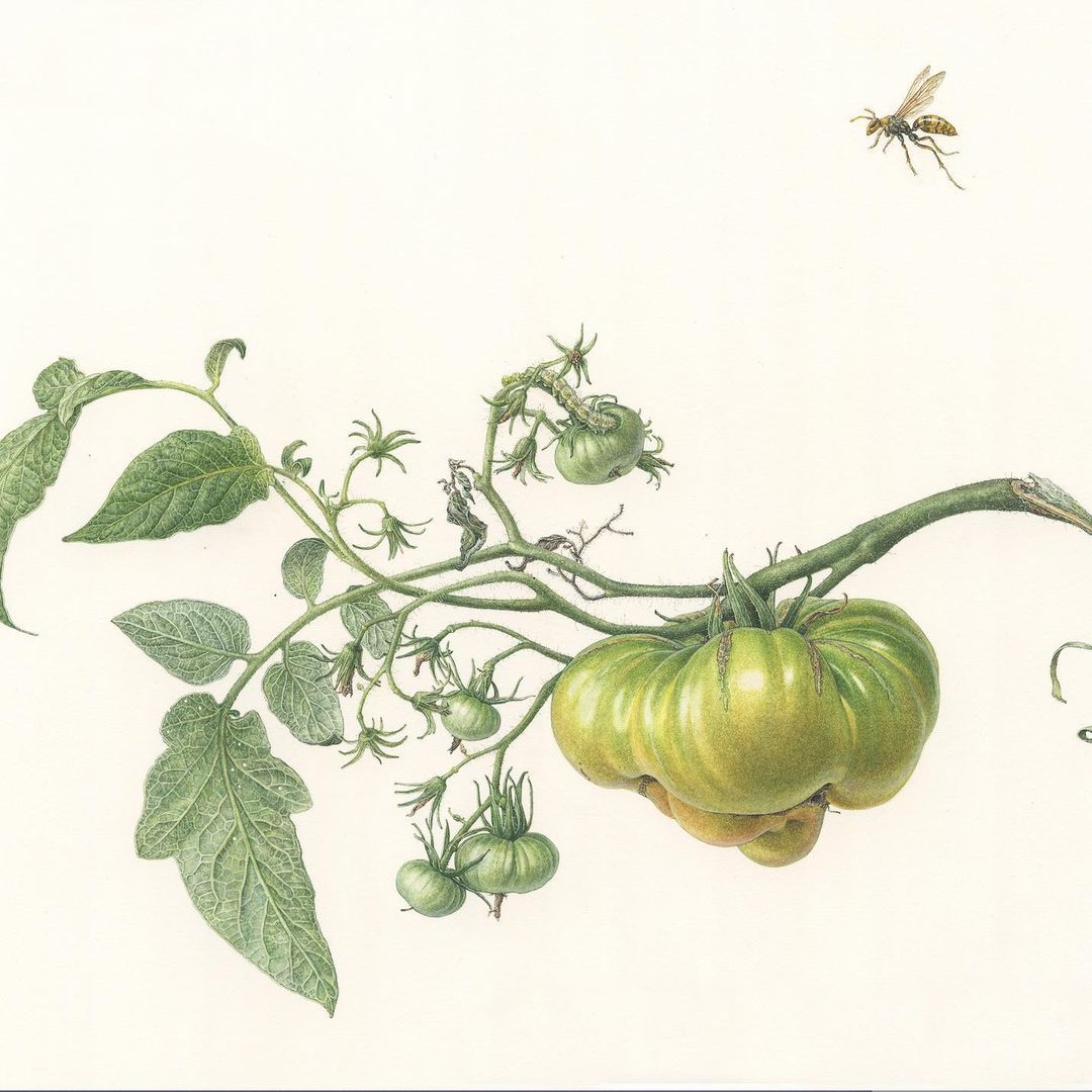 variétés icaque igname