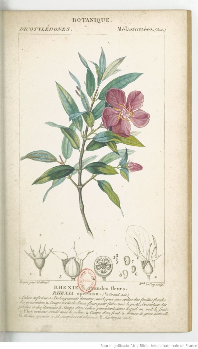 variétés icaque igname