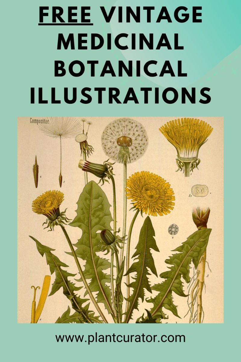 Illustration botanique igname