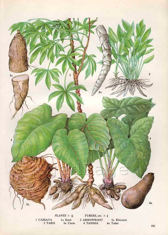 variétés icaque igname