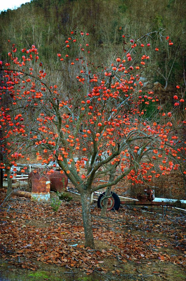variétés icaque igname
