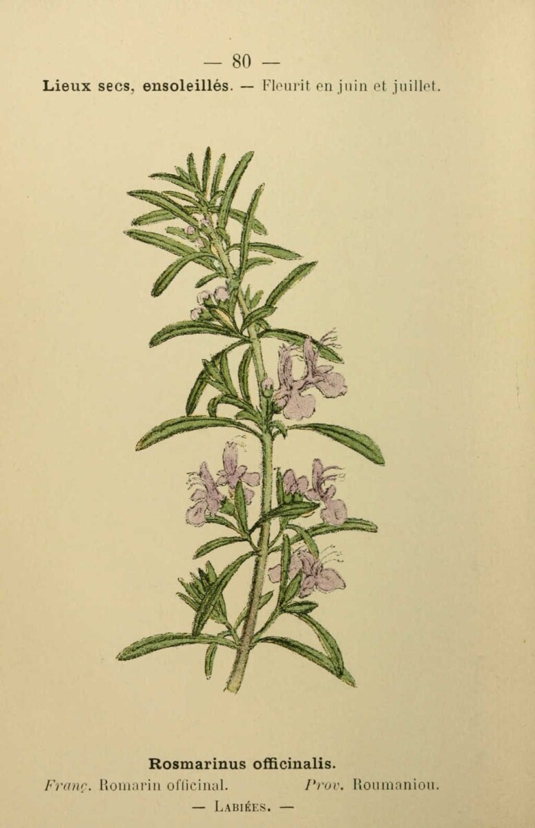 Illustration botanique igname