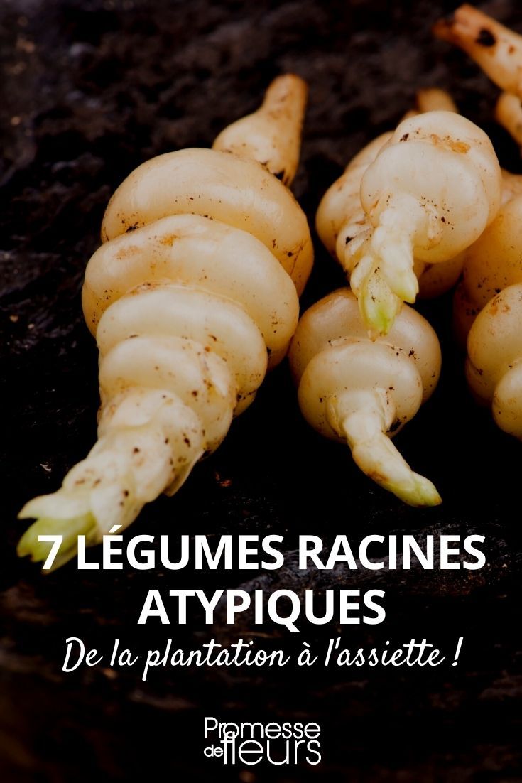 Légumes racines tropicaux