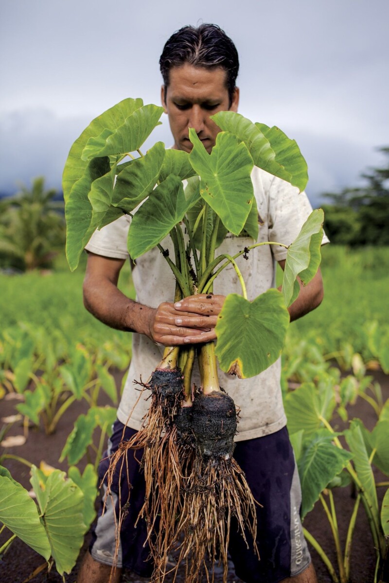 Légumes racines tropicaux