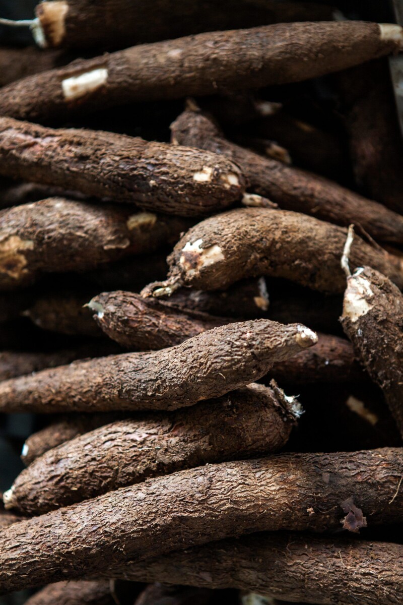 variétés icaque igname