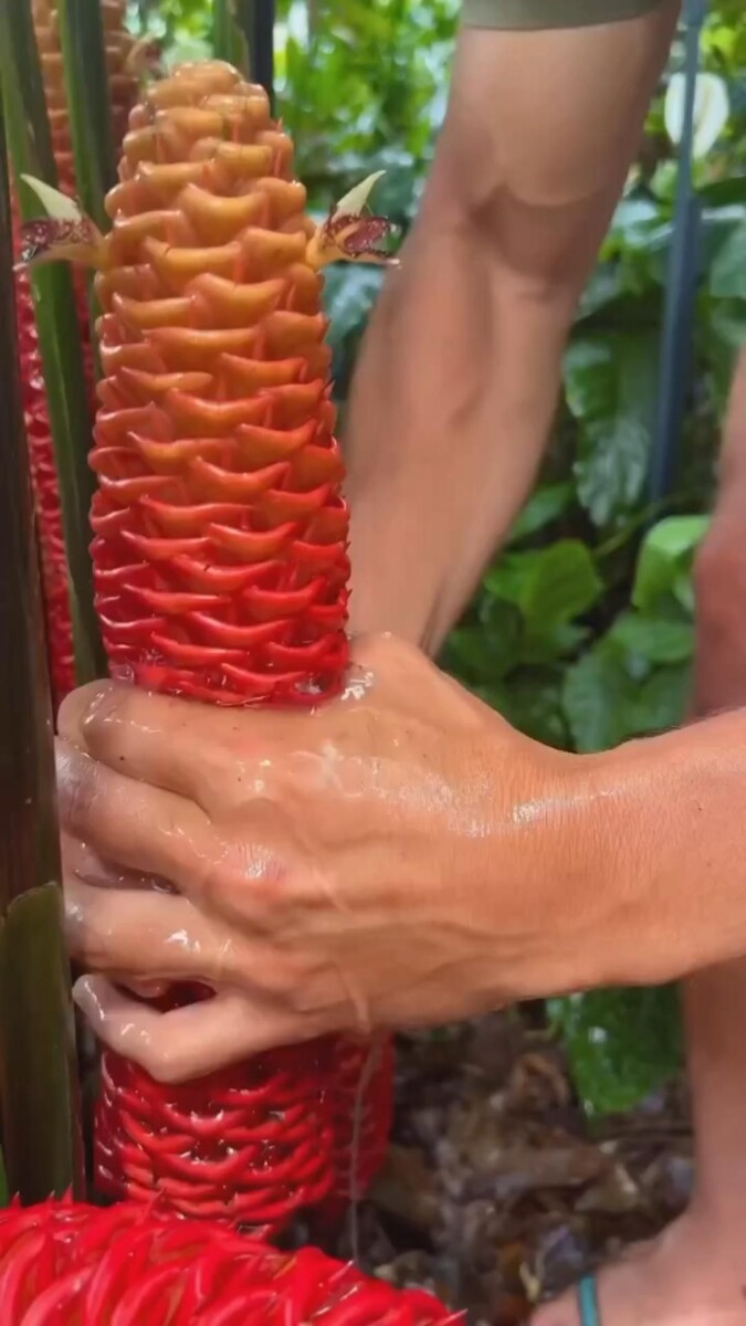 variétés icaque igname