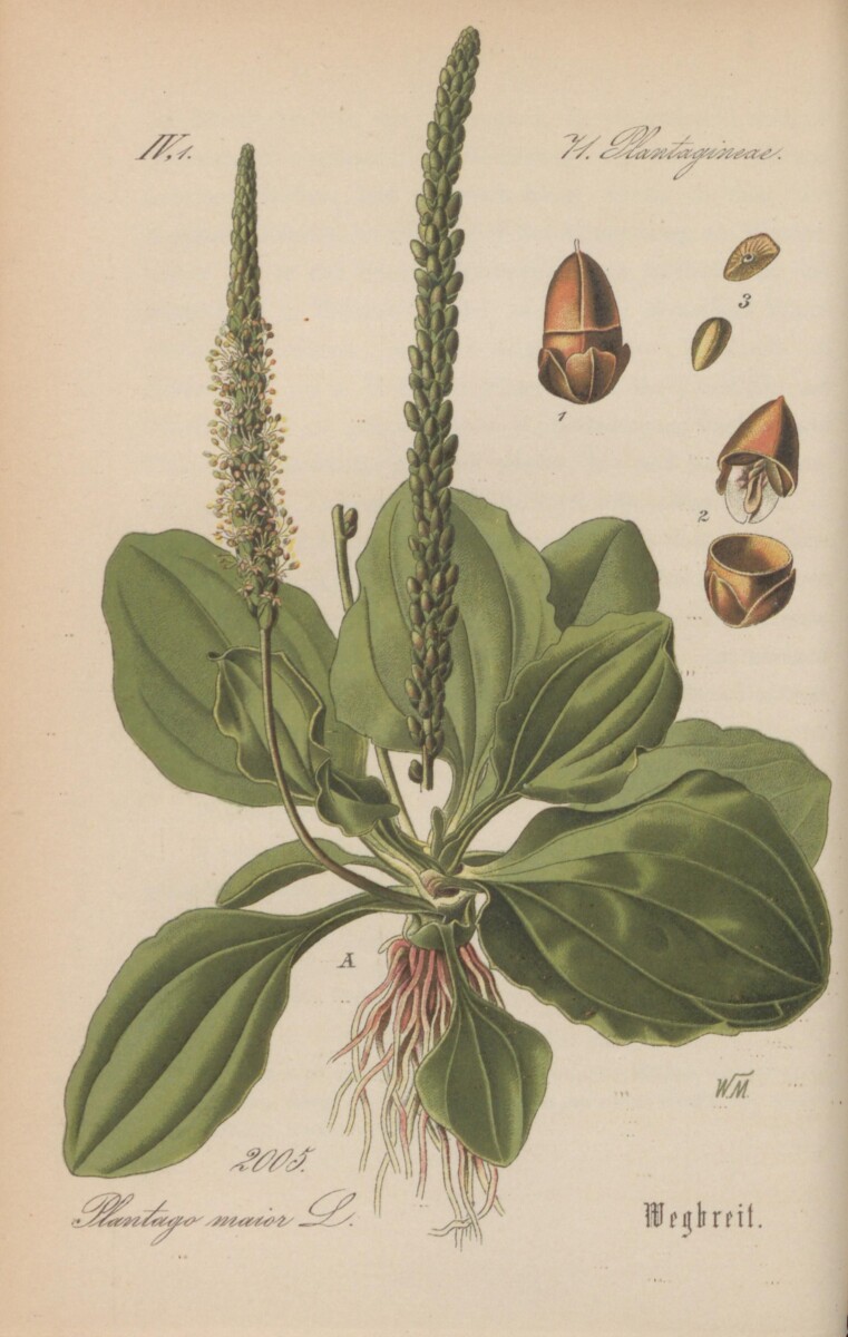 variétés icaque igname