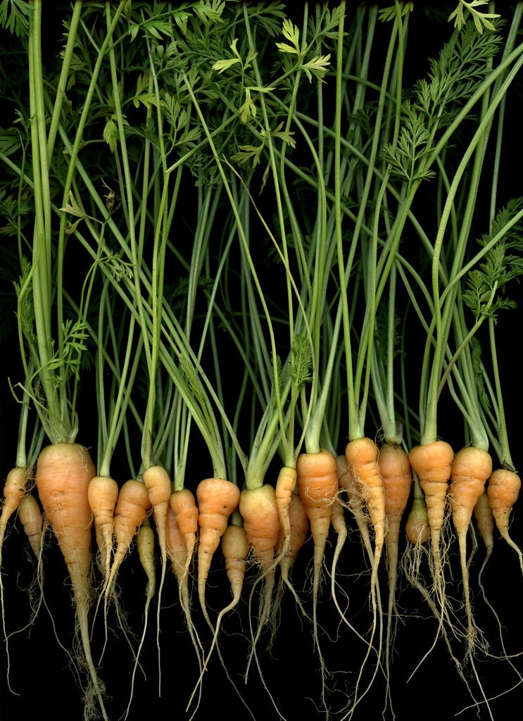 Légumes racines tropicaux