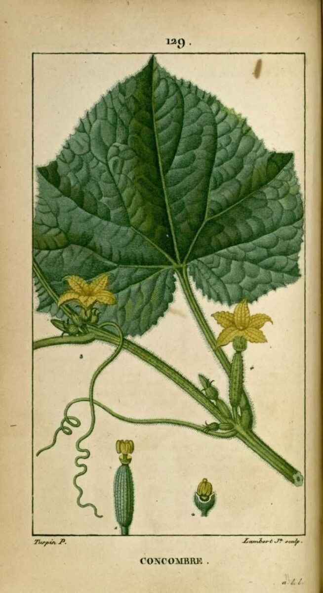 Illustration botanique igname