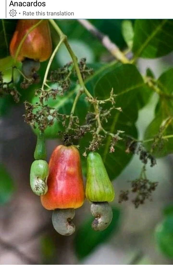 variétés icaque igname