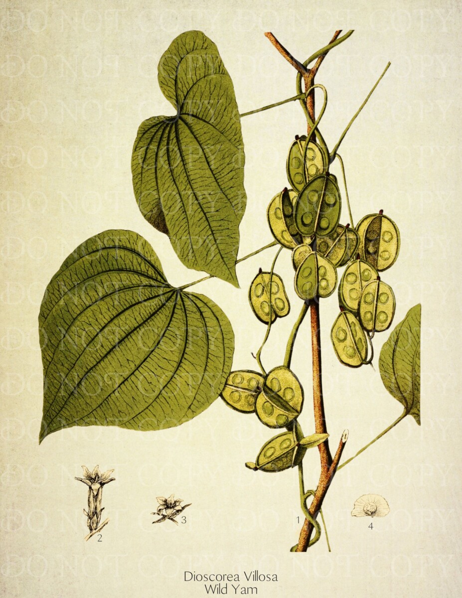 variétés icaque igname