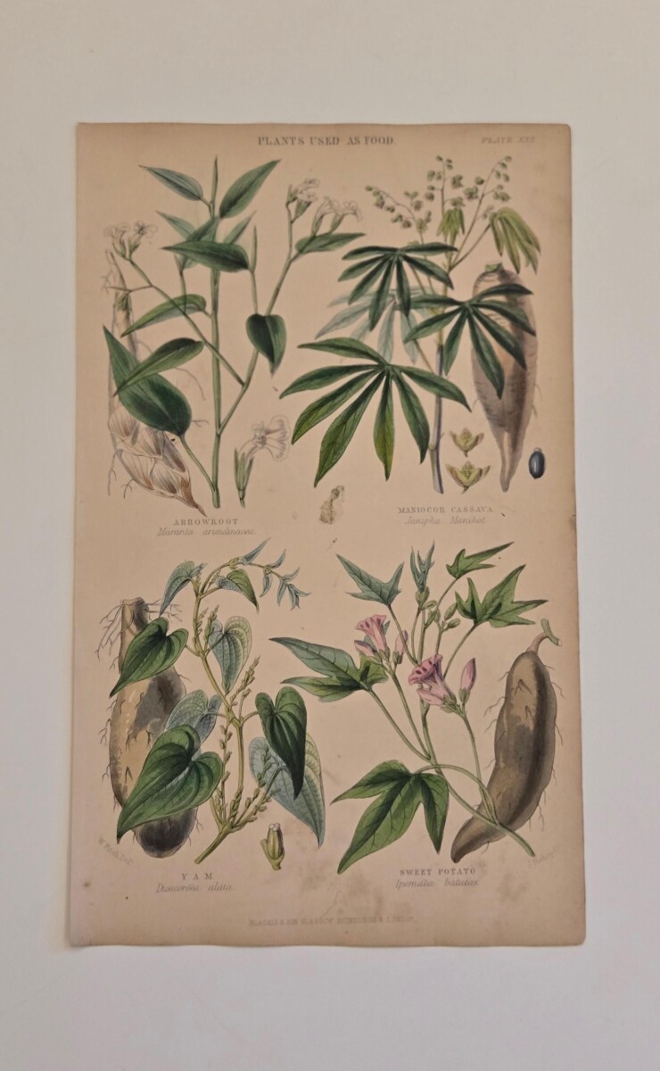 variétés icaque igname