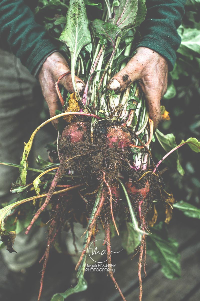 variétés icaque igname