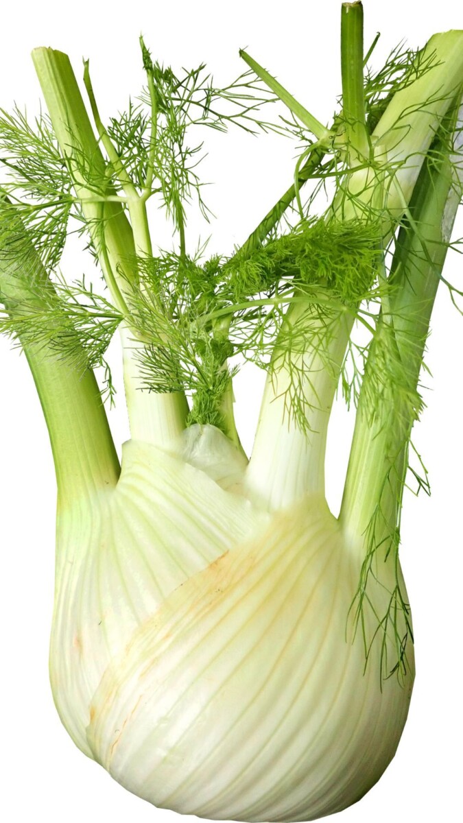 Jus de fenouil photographie